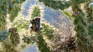 The cactus that shoots needles? Michael Bogan On Twitter Cactus Wren Singing And Building A Nest In A Chain Fruit Cholla Cactus In Our Front Yard This Morning Tucson