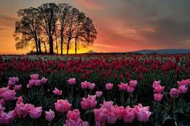 Tulips Beautiful Nature Beautiful Landscapes Flower Field