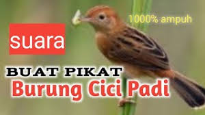 Di musim berbiak, burung jantan kerap terbang tinggi, naik turun. Download Suara Pikat Cici Padi Ribut Paling Ampuh Mp3 Dan Mp4 Pajen Channel Suara Pikat Burung