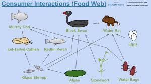 Pin On Murray River Ecosystem Sustainability
