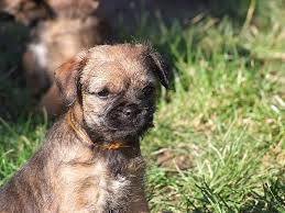 Ça ne prend que 2 minutes pour vous. Chiot Elevage Vlatipa Eleveur De Chiens Border Terrier