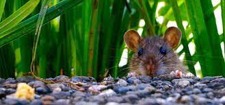 Always have in mind that a garden needs constant care, a lot of love because you invest your time and your money and it must worth it. How To Get Rid Of Rats In Garden Rentokil Pest Control Experts
