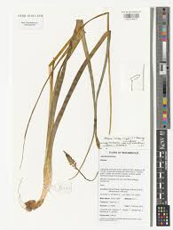 Image result for Albuca virens