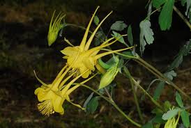 Image result for Haumaniastrum coriaceum