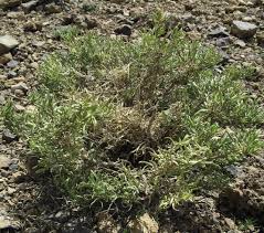 Image result for Hertia