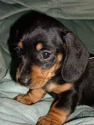 Bts 8th Member Dachshund Puppies Dachshund Breed Daschund Puppies