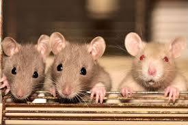 Hantavirus is a rare but deadly virus that is spread by infected rodents. Hantavirus Kills One In China Here S Why You Should Not Panic About It
