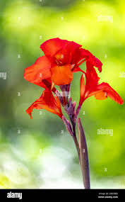 Image result for Cannaceae