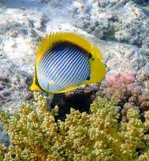 Image result for Pseudocyclosorus pulcher