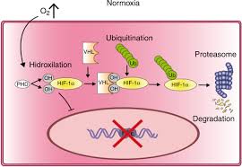 The hifs belong to a family of structurally related. Scielo Brasil Role Of Hif 1a Signaling Pathway In Osteoarthritis A Systematic Review Role Of Hif 1a Signaling Pathway In Osteoarthritis A Systematic Review