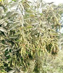 How to plant lentils in the garden. Growing Lentils Planting Care Harvesting Techniques Gardening Tips