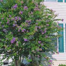 Maybe you would like to learn more about one of these? Zuni Crape Myrtle Naturehills Com