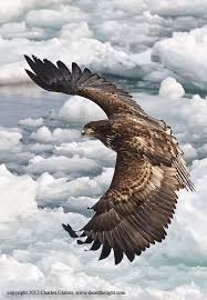 White Tailed Sea Eagle By Charles Glatzer Aguia Careca Aves De Rapina Animais Silvestres