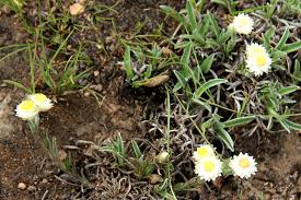 Image result for Helichrysum cephaloideum