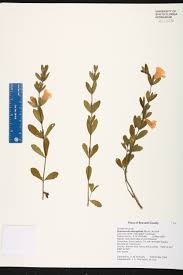 Image result for Dyschoriste transvaalensis