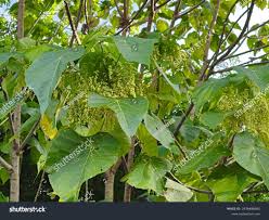 Image result for Macaranga schweinfurthii