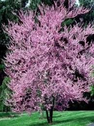 These pretty texas trees can. 17 Flowering Trees And Vines Ideas Flowering Trees Plants Trees And Shrubs