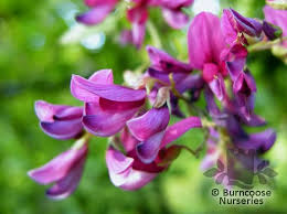 It is said to prefer light sandy soil, but i expect it is rather adaptable. Lespedeza Thunbergii From Burncoose Nurseries