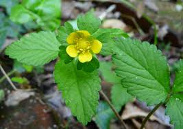 Image result for Maerua duchesnei