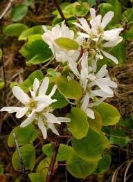 Then, see if you can identify them the next time you're out for. Plant Profile Serviceberry Amelanchier Alnifolia Wnps Blog Botanical Rambles