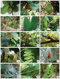 Image result for Erythroxylaceae