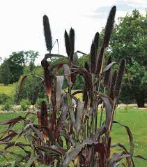 Cut back dead top growth by early spring, and protect from frost with a dry mulch in winter. Ornamental Millet Purple Majesty T T Seeds