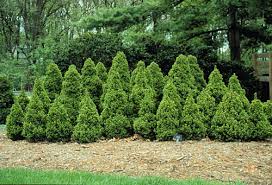 Image result for Centropodia glauca