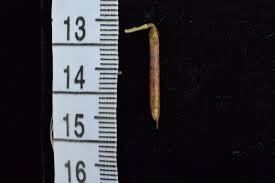 Image result for Indigofera cylindracea