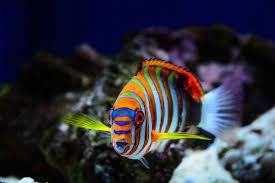 Harlequin Fish Photo By Dave Parmelee National Geographic Your Shot Fish Photo Fish Photography National Geographic