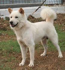 Kintamani Dogキンタマーニドッグ Dog Breeds Snow Dogs Dogs