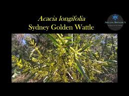 Image result for Acacia longifolia