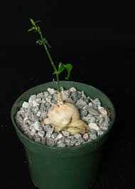 Image result for Trochomeria