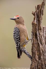 Backyard Birds Of Arizona Desert Pin On Birds