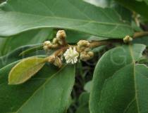 Image result for Dichapetalum madagascariense