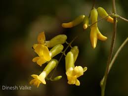 Image result for Dumasia