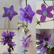 Image result for Campanulaceae
