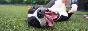 Maybe you would like to learn more about one of these? Adopt A Dog Atlanta Humane Society