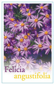 Image result for Felicia grantii