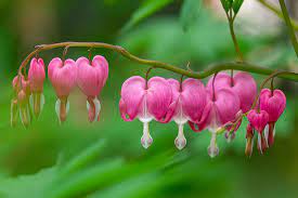 Cure my devotion is unblemished pure that you come to save is sure my sufferings no longer i endure. How To Grow Bleeding Hearts Gardener S Path