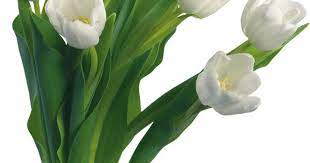 Bouquet Of Flowers Png Image White Flower Png Flowers Bouquet White Tulips