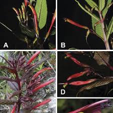 Image result for Stemodiopsis glandulosa