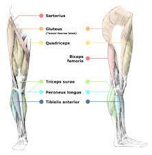 Basic principles of skeletal muscles. Trending Breaking News Leg Muscles Diagram Basic Calves Glutes Thighs The Achilles Tendon Is Also Located In The Lower Leg