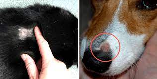 Vaccines, exams to late night emergencies. How To Spot And Prevent Ringworm In Your Pets This Autumn