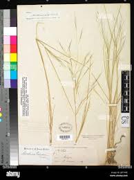 Image result for Aristida pilgeri