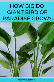 Bird Of Paradise Propagation Pin On Best Of Wiggly Wisdom