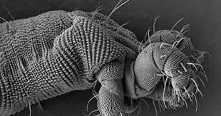 Nematalycidae Mite