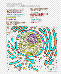 Check spelling or type a new query. Endoplasmic Reticulum Cell Nucleus Cisterna Color Landscape Apge With Pen Text Label Png Pngegg