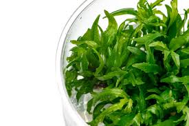 Image result for Hygrophila cataractae