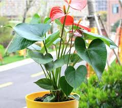 Confira esse produto especial lindo vaso de antúrio. 18 Cabecas De Flor Artificial Pequeno Vaso Planta Seda Terno Grande Vaso Anturio Decoracao Do Escritorio Bonsai Atacado Artificial Flowers Wholesale Artificial Flowersartificial Flowers Small Aliexpress