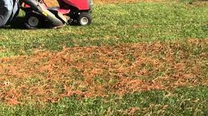 What's The Best Way To Pick Up Pine Needles? | Luv2Garden.com
